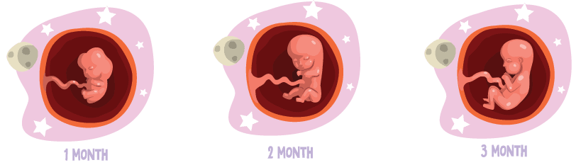 Pregnancy Month 1 - 3