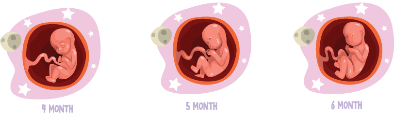 Pregnancy Month 4 - 6