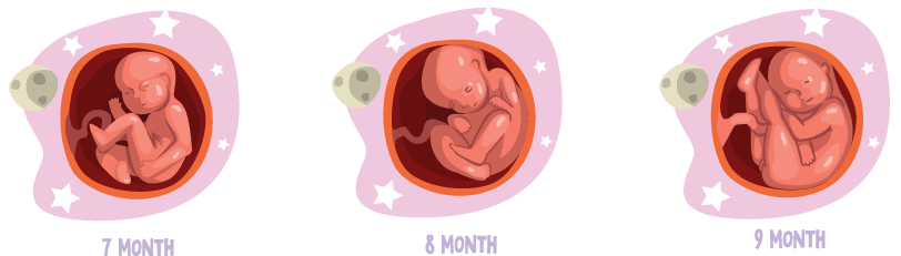 Pregnancy Month 7 - 9